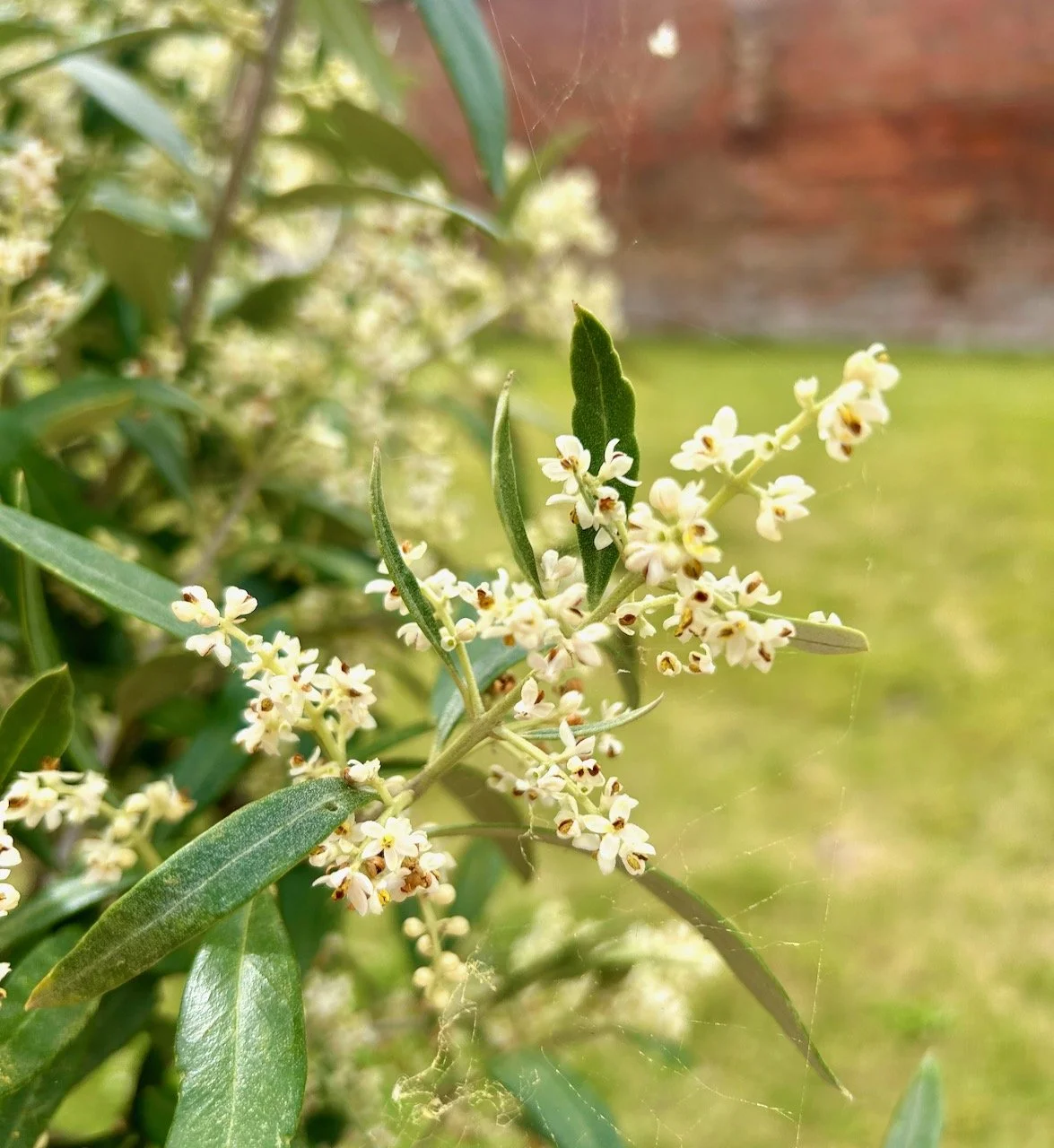 many tiny white flowers on the olive branch