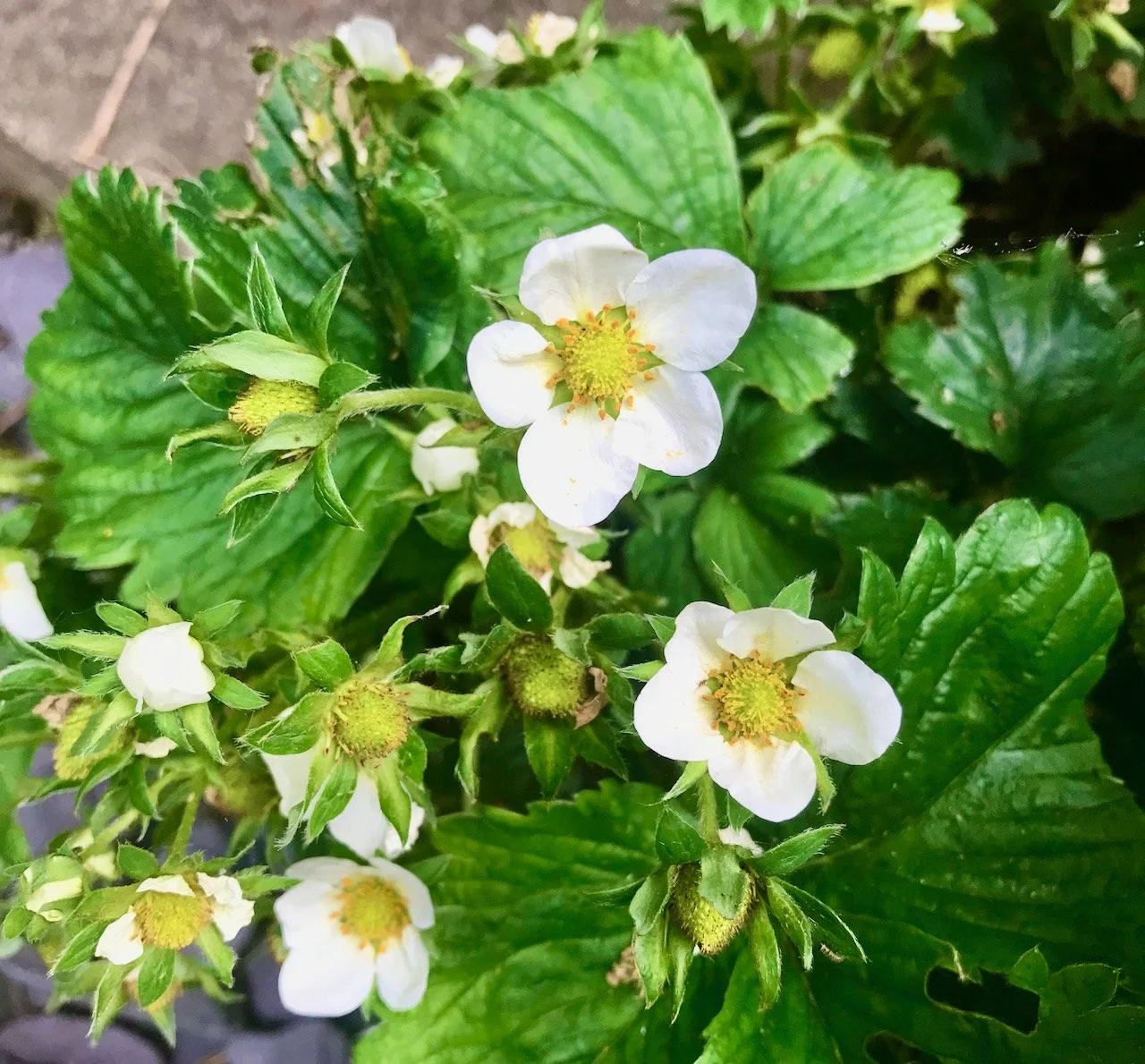 flowering strawberry plants