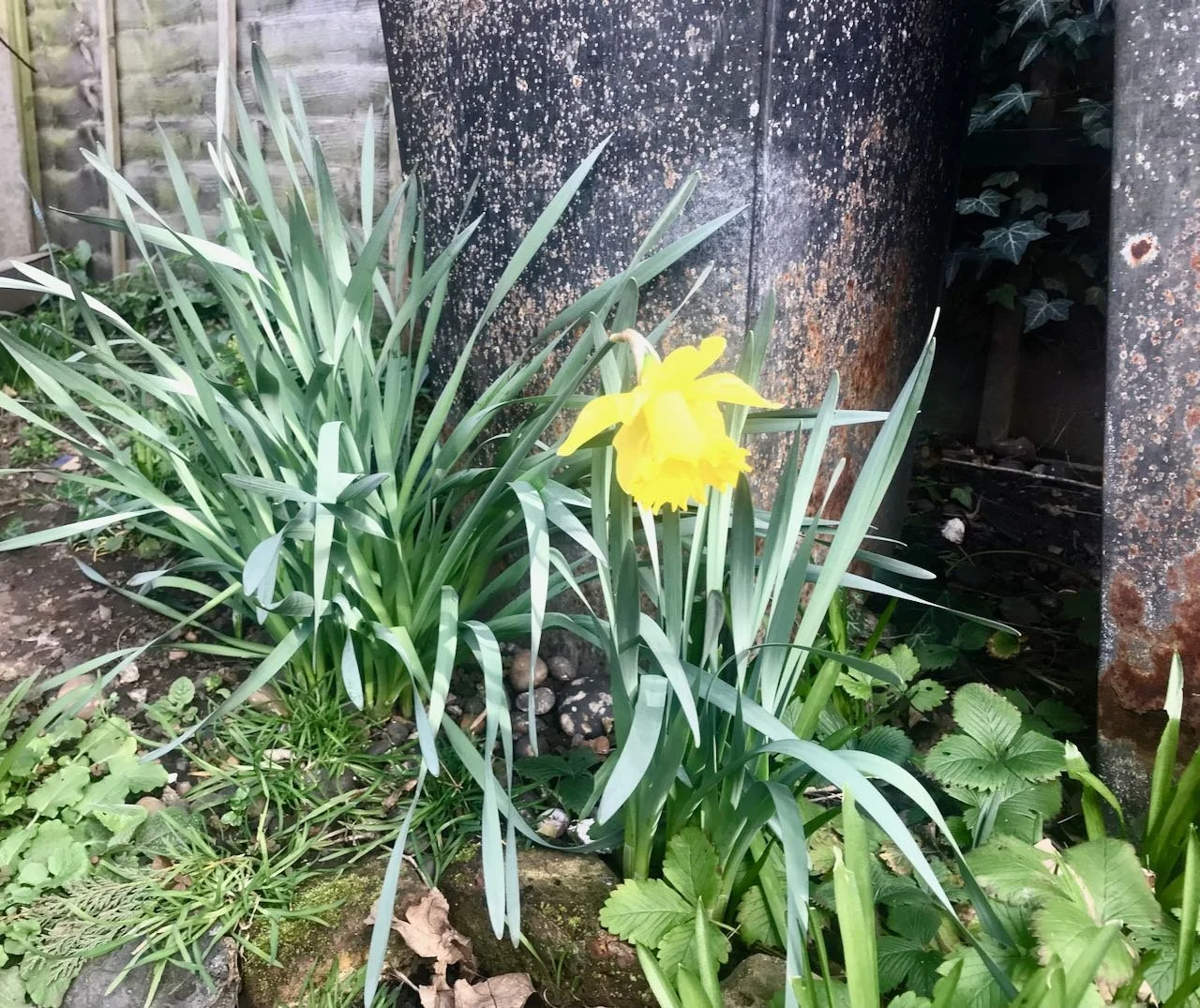 An early flowering daffodil amongst more leaves and hopefully buds against a rusting black iron pot