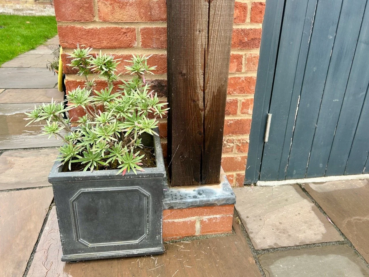 The chelsea jackets wallflowers are looking promising for a good show in the winter