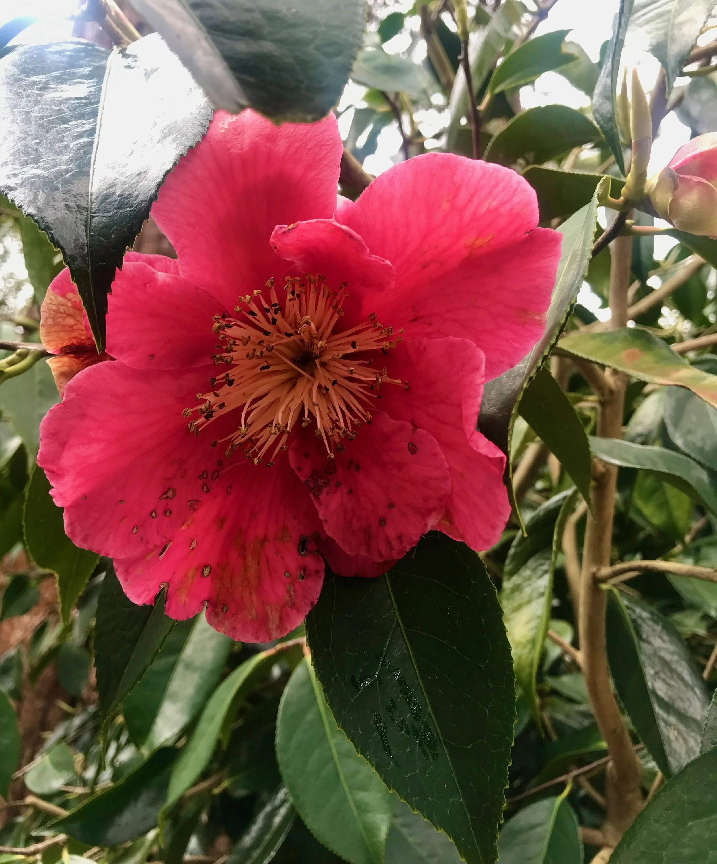 A camellia hanging on though its petals have taken a bit of a battering