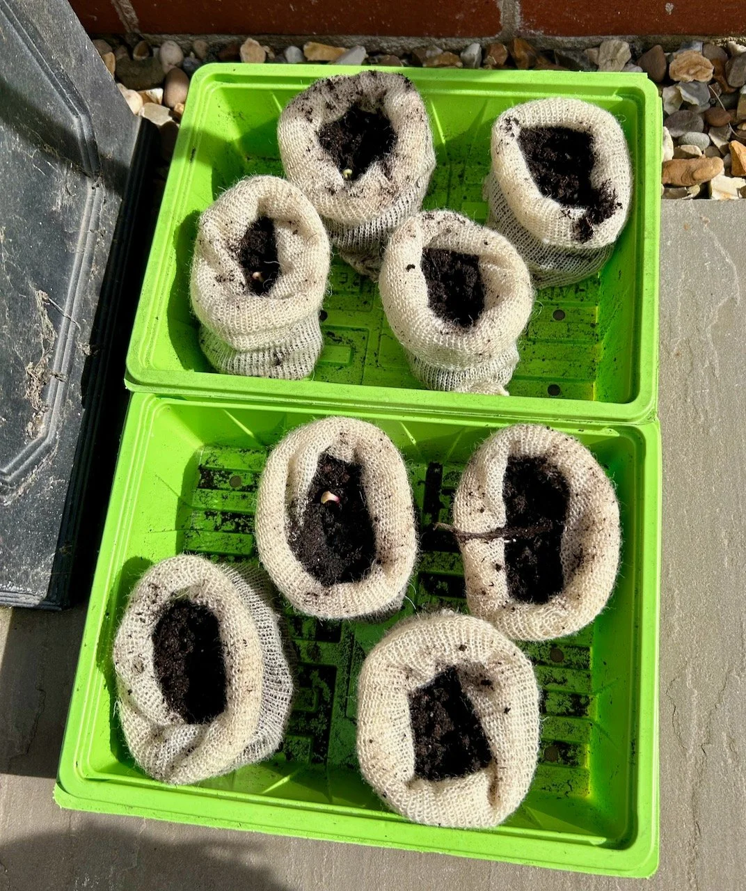 The start of some seedlings outside enjoying the sun