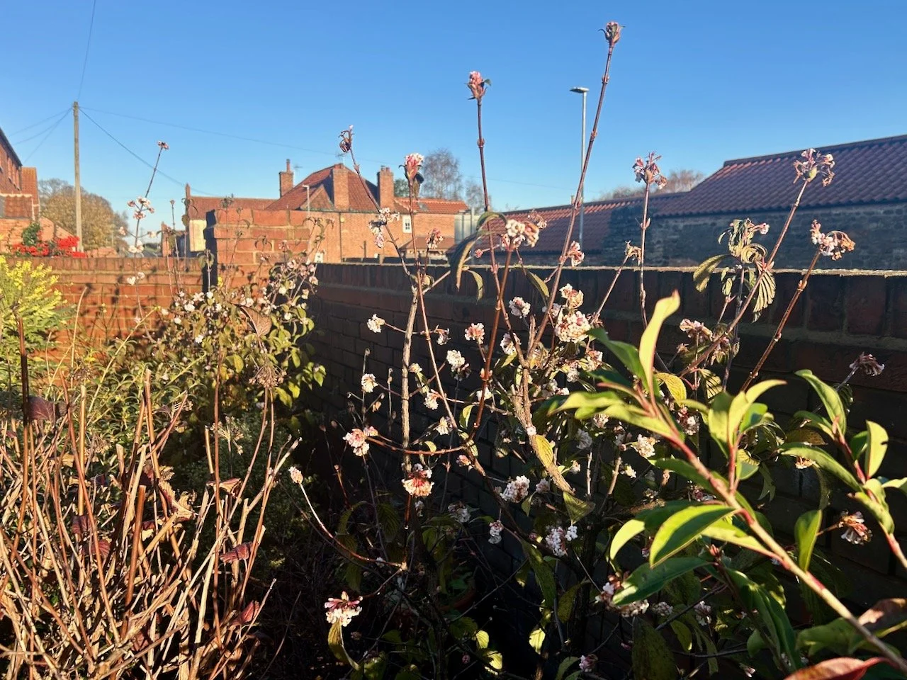 The bush by the wall has had the palest pink flowers on it this month