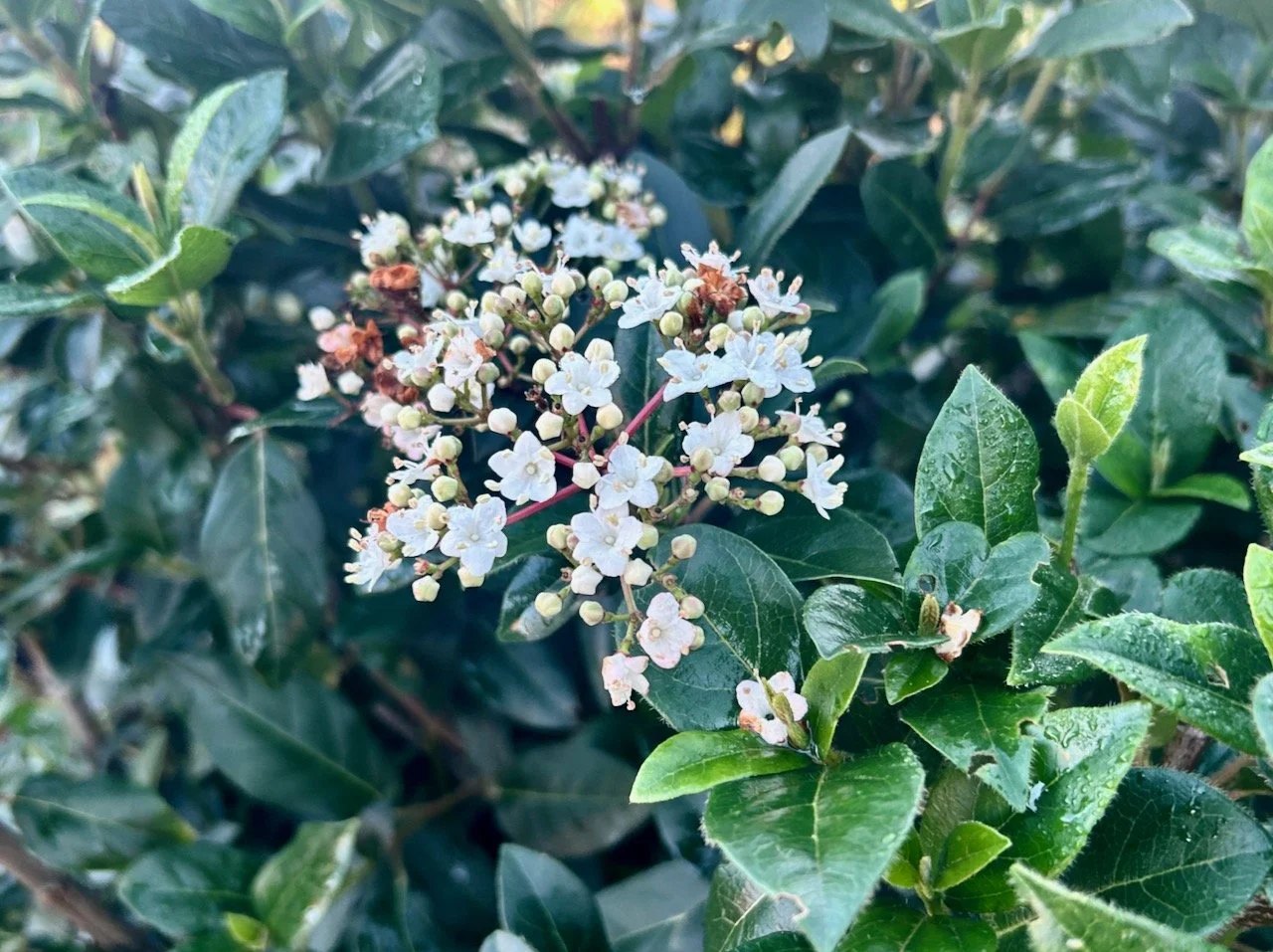Small white flowerheads starting to appear on one of our bushes  - not sure if its early or not?