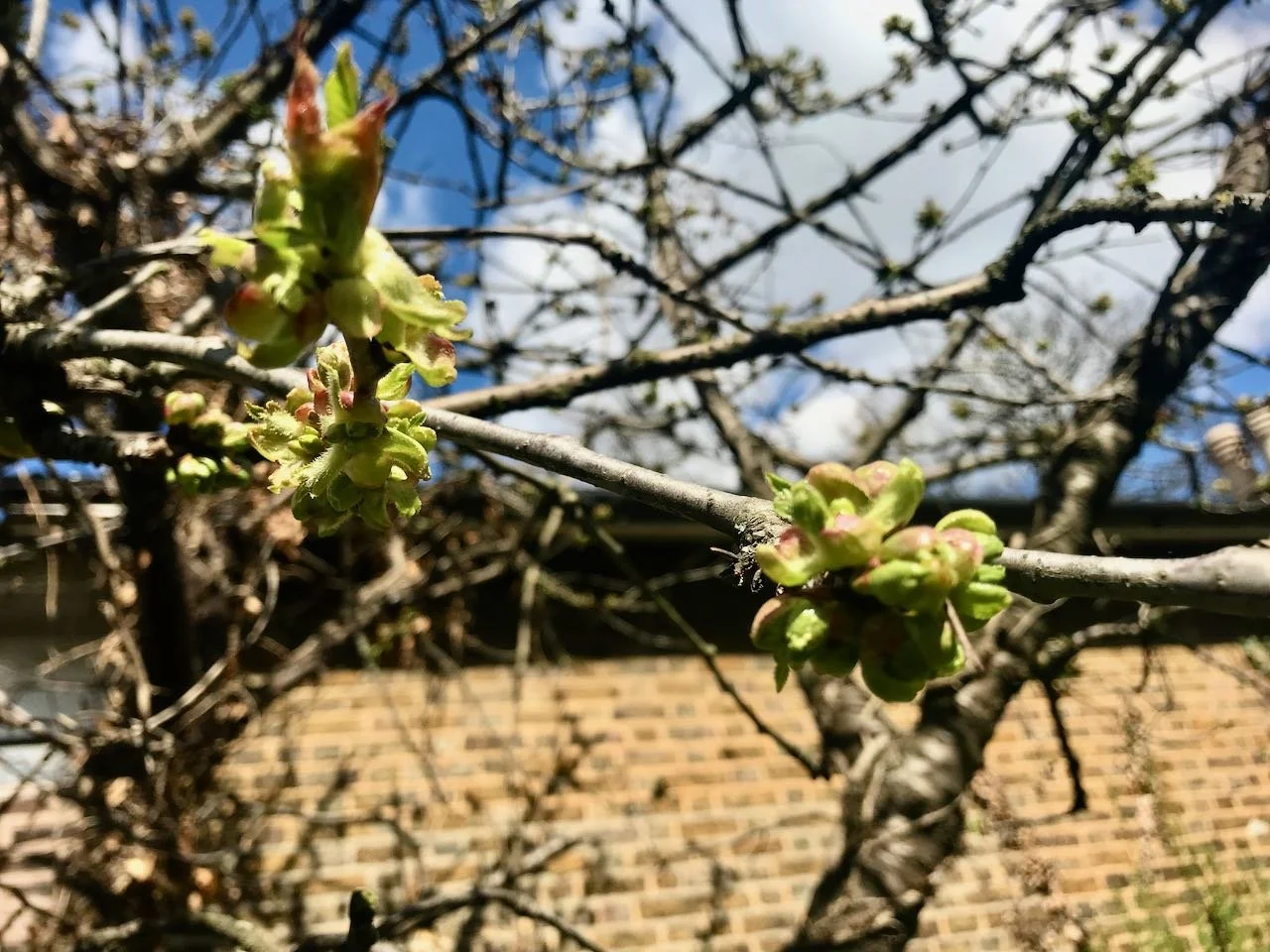 the start of the cherry blossom - well buds, but you can't have blossom without buds