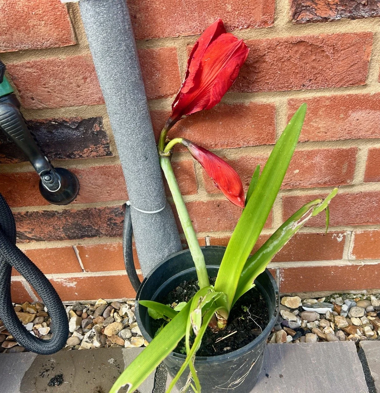 the beleagured amaryllis leaning against the wall