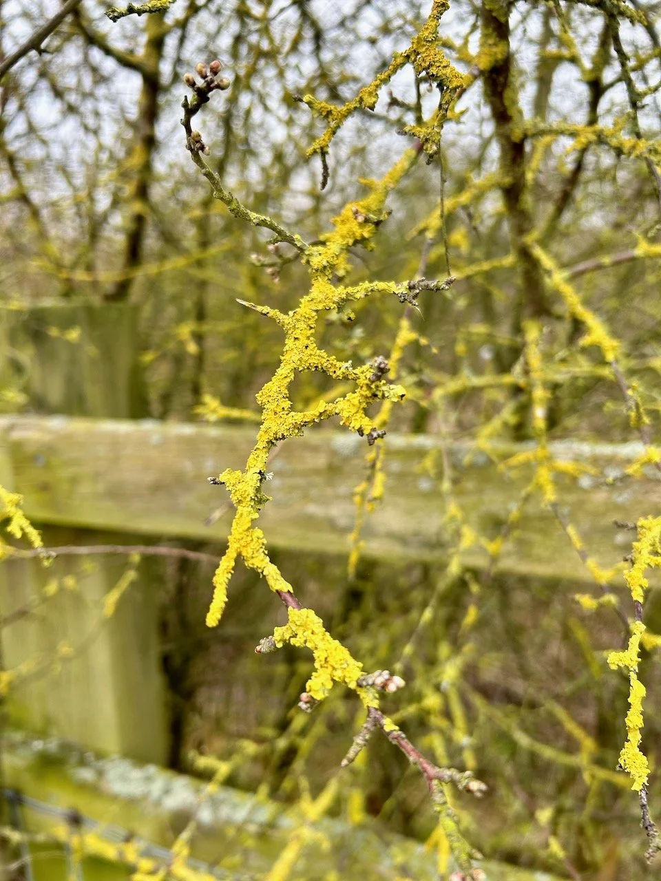 Lichen filled branches overhanging the fence on the bridleway to Eltson