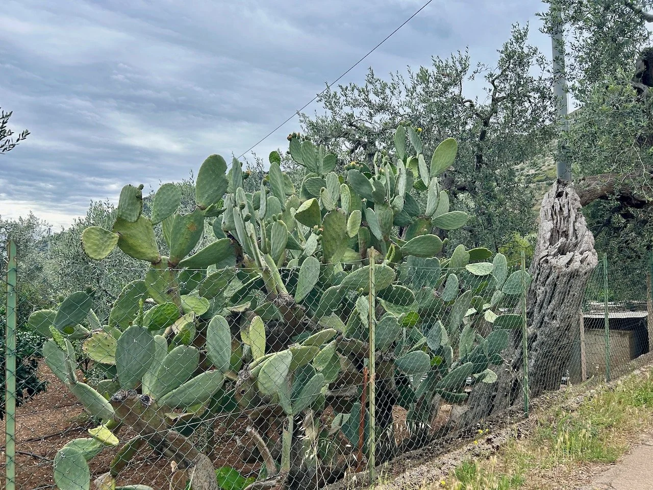 Agave type plants growing against a wire fence