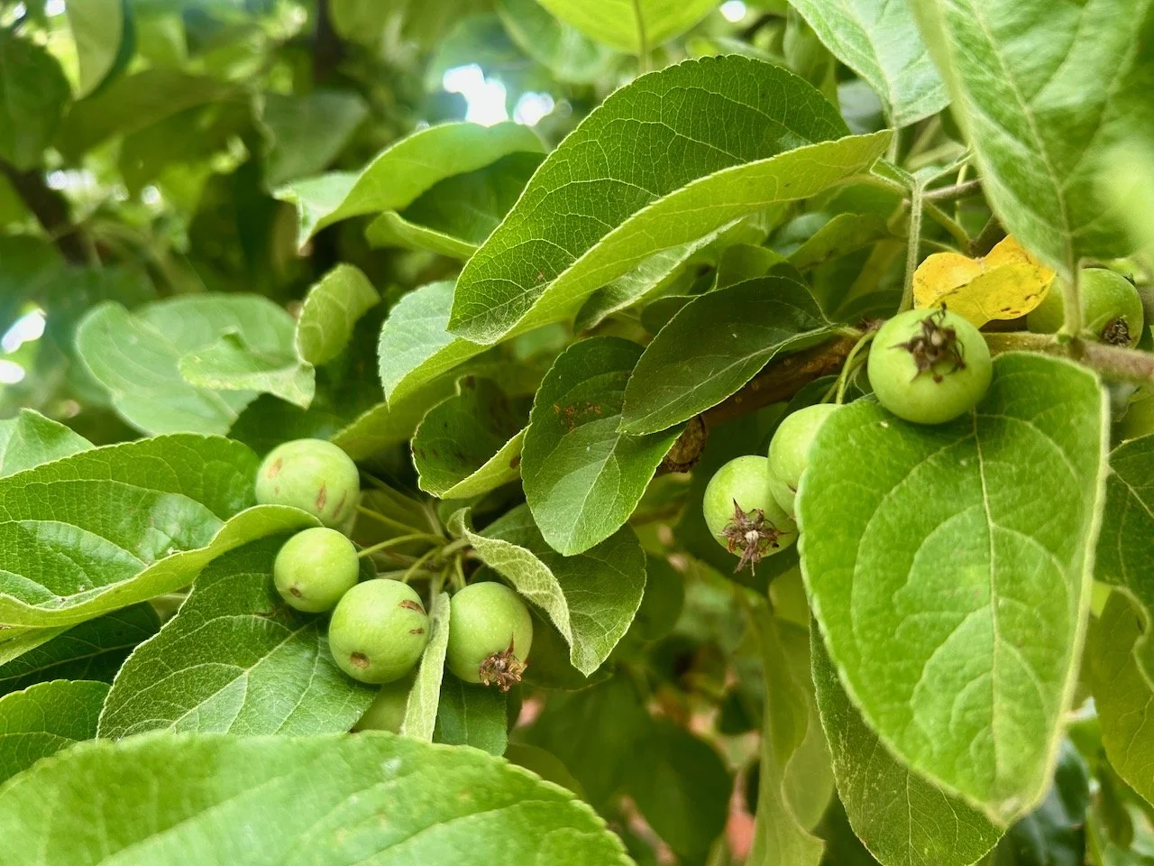 tiny crab apples and plenty of leaves