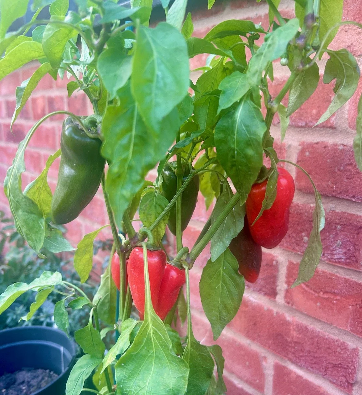 Green and red ripening sweet peppers