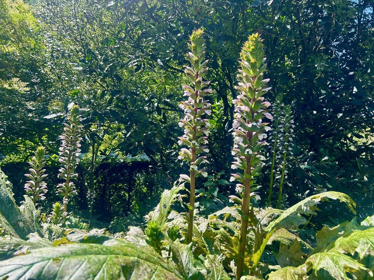 Acanthus in flower