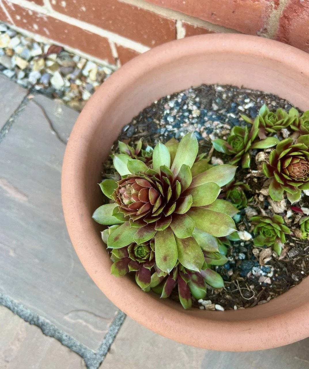 One of my red/green succulents also looks to be starting to flower