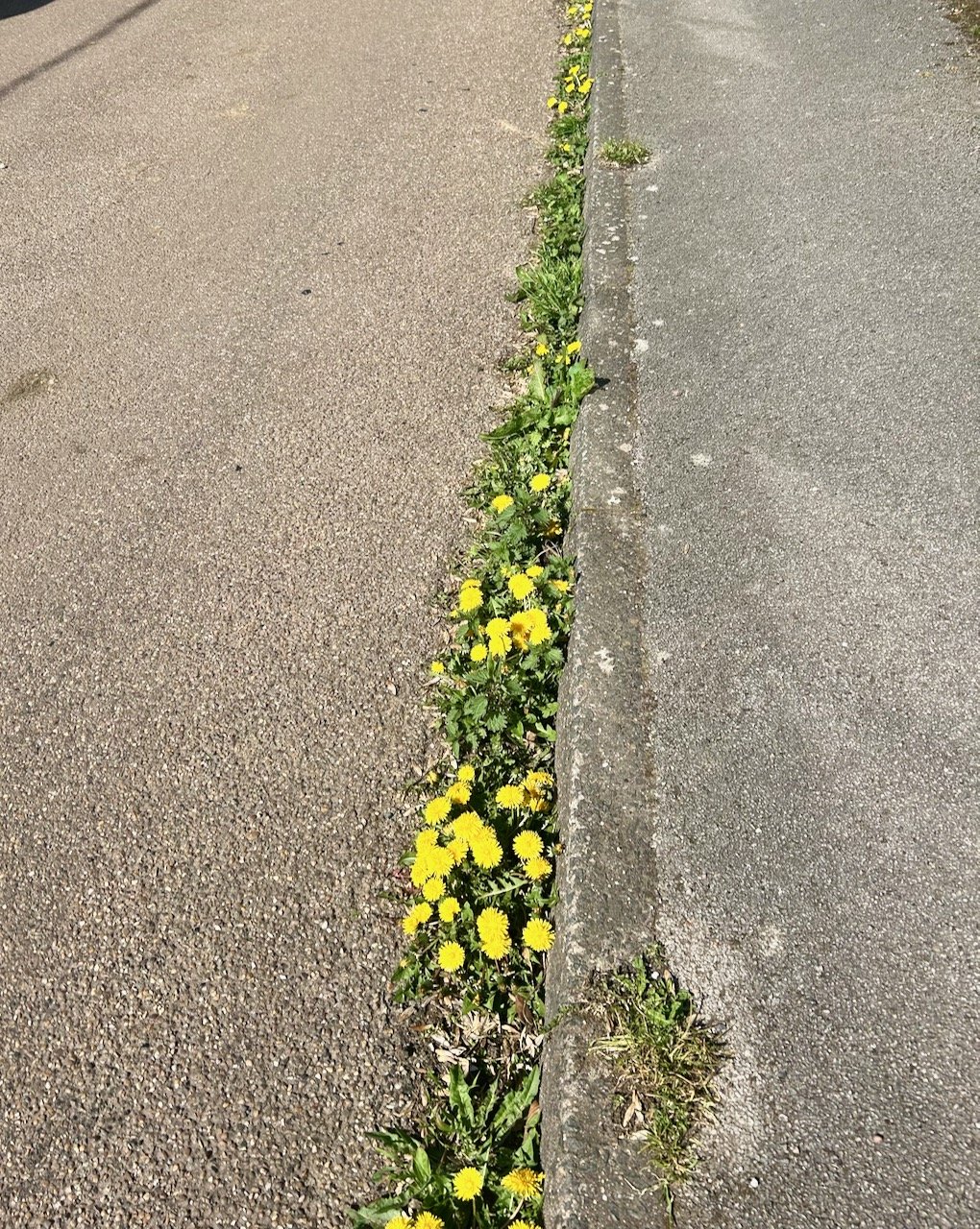 Walking East Stoke's lanes: April 2026