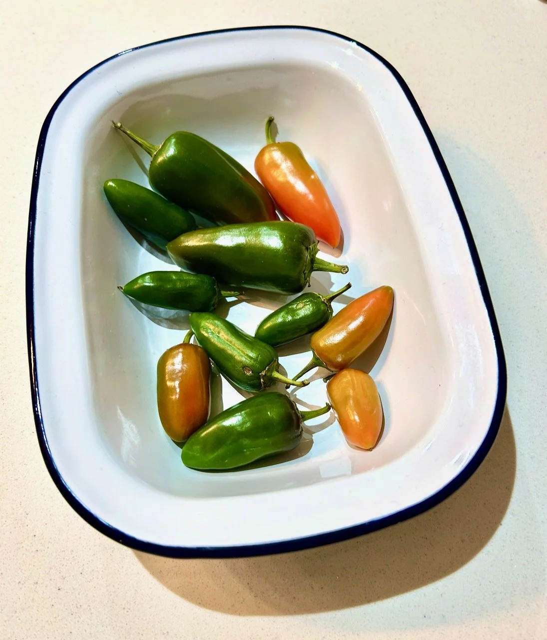 An enamel pie dish containing ripening peppers - turning orange from green