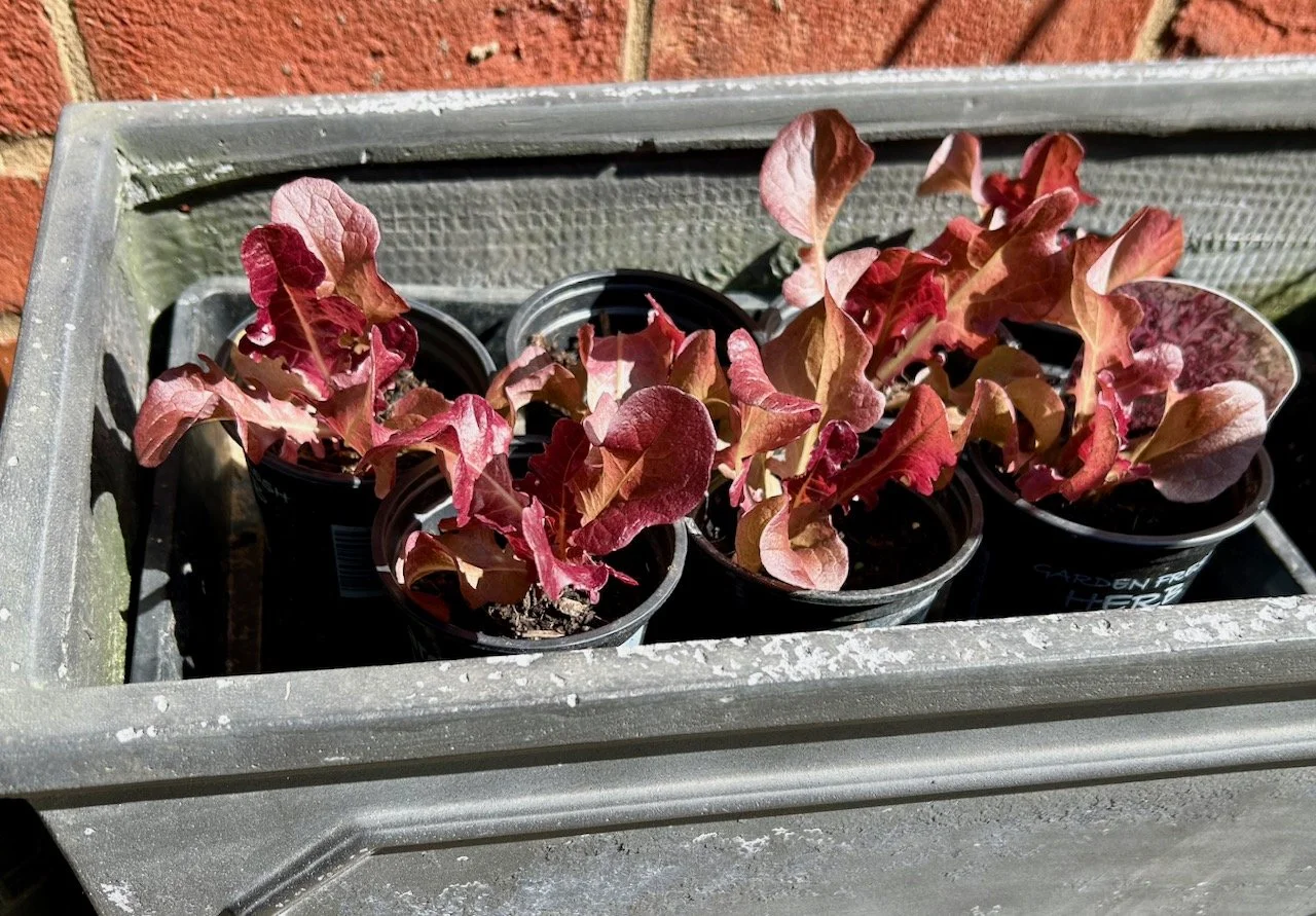 Red seedling lettuces from the garden centre now in single pots enjoying the sun