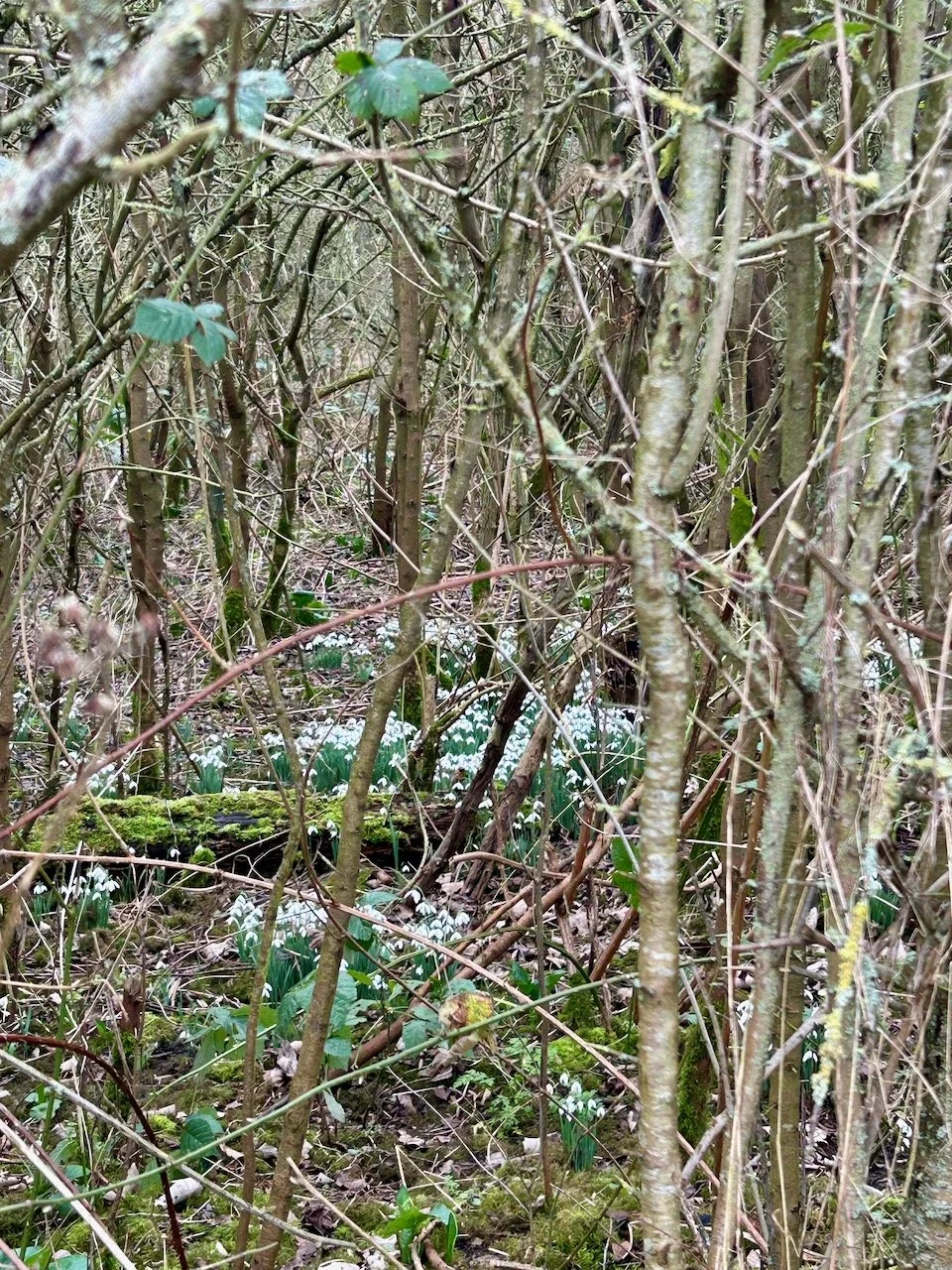 A carpet of early february snowdrops among small tree trunks