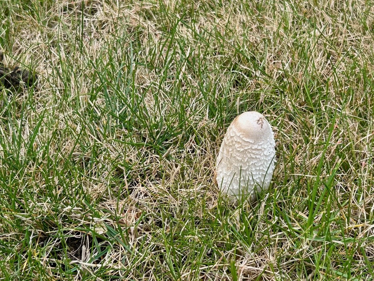 A large and quite tall mushroom appeared in the grass