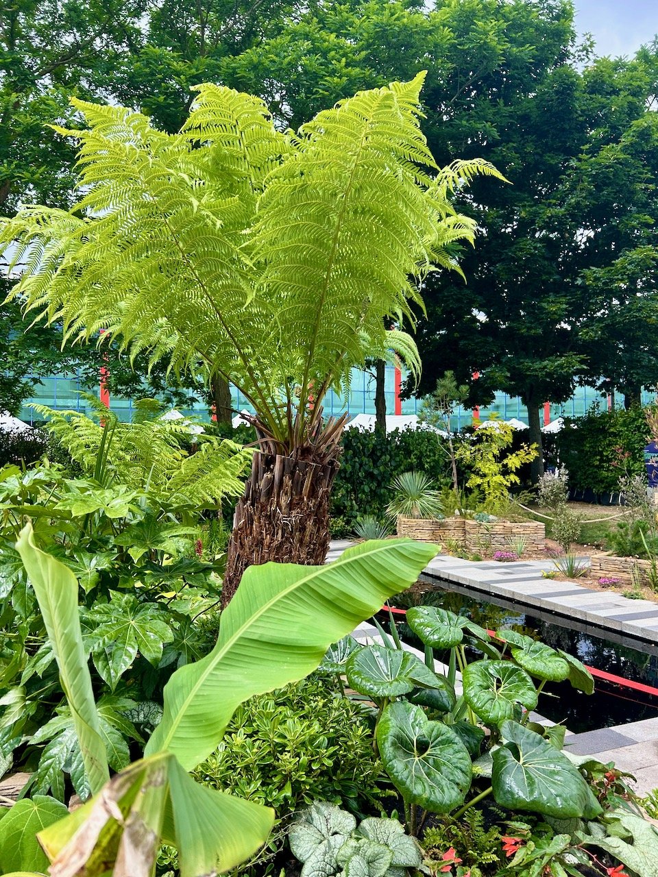 Looking from the jungle/exotic side of the garden across the pond to the Savannah/Desert side of the garden