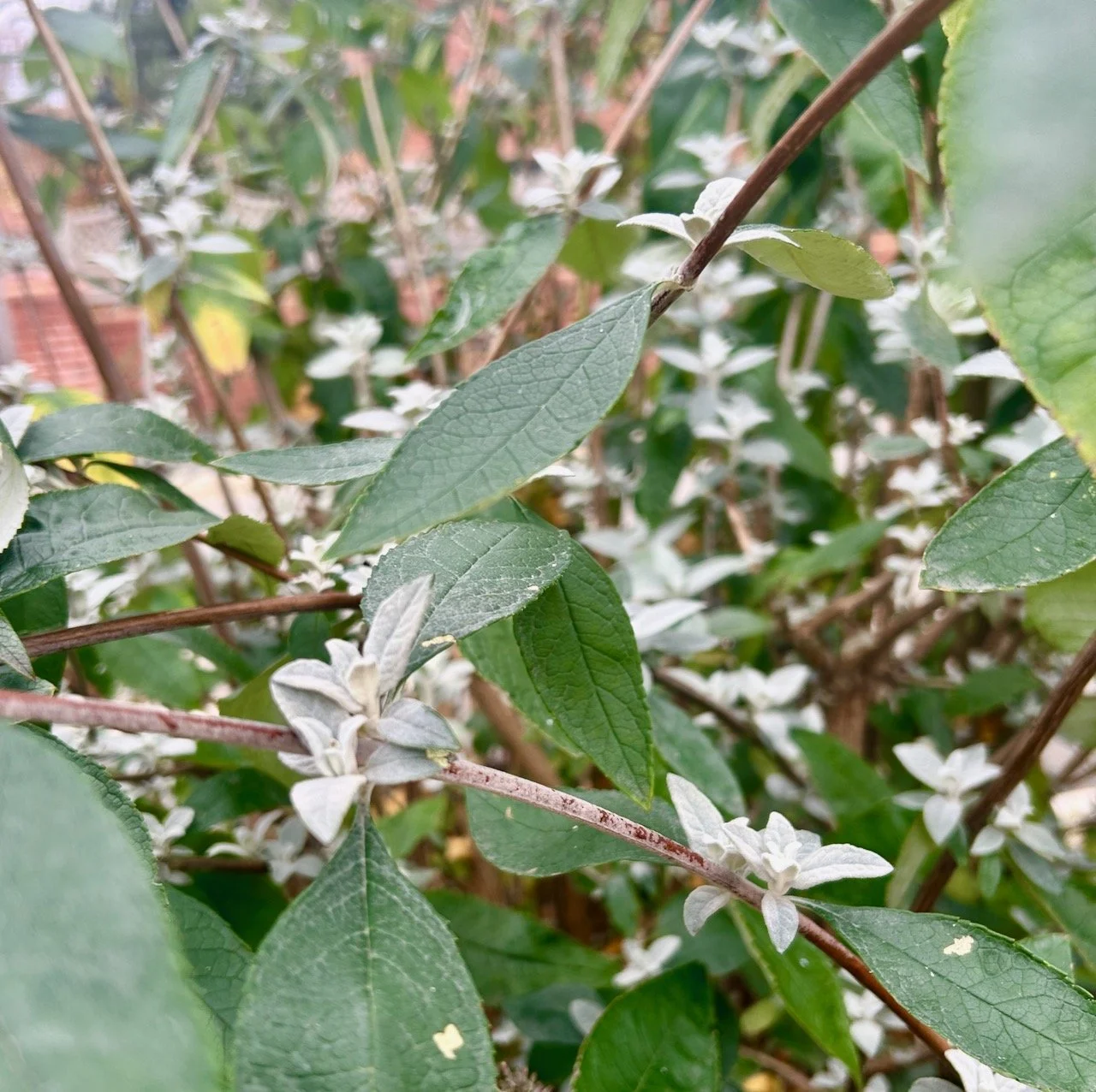 The silver leaves of the buddleia's new growth among the established green leaves