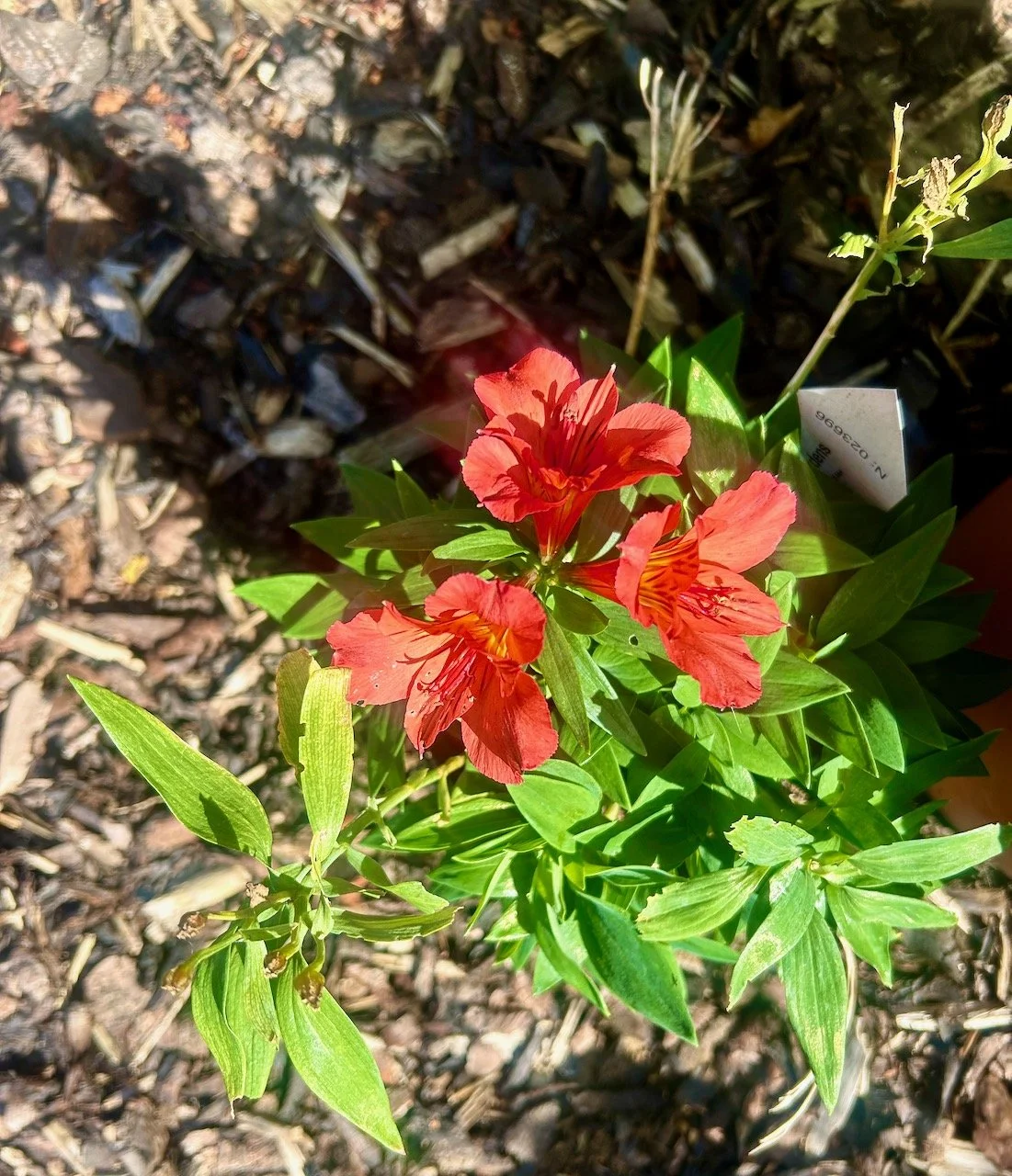 A once again flowering alstroemeria