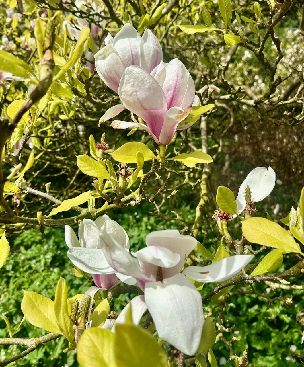 creamy white and pale pink magnolia flowers