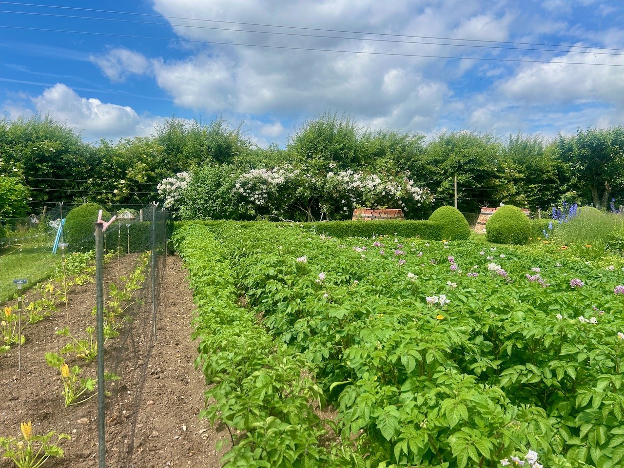 Potatoes growing in rows  in the allotment