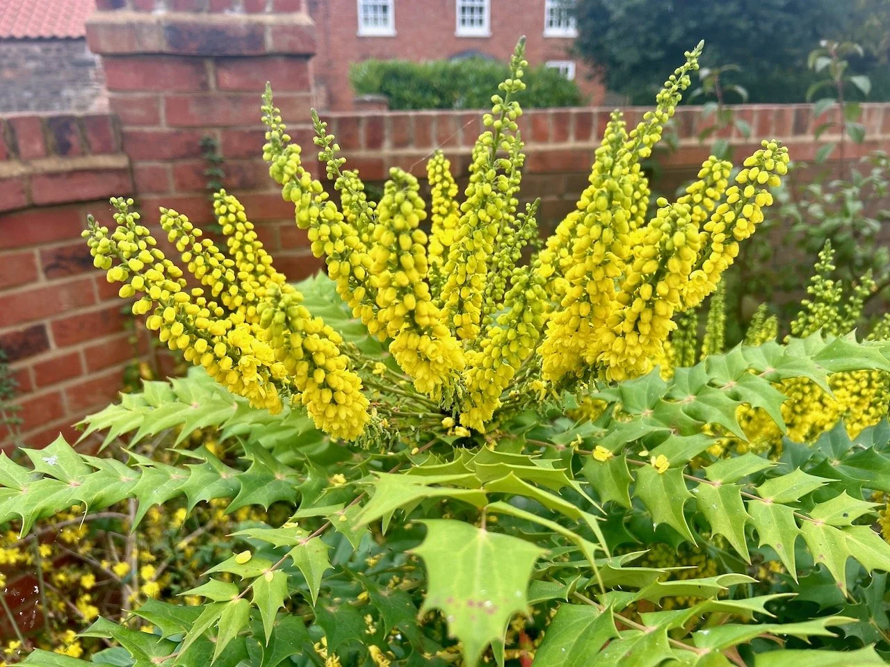 The mahonia in the large border with its flowering yellow crown - it's almost as high as the brick wall behind it now