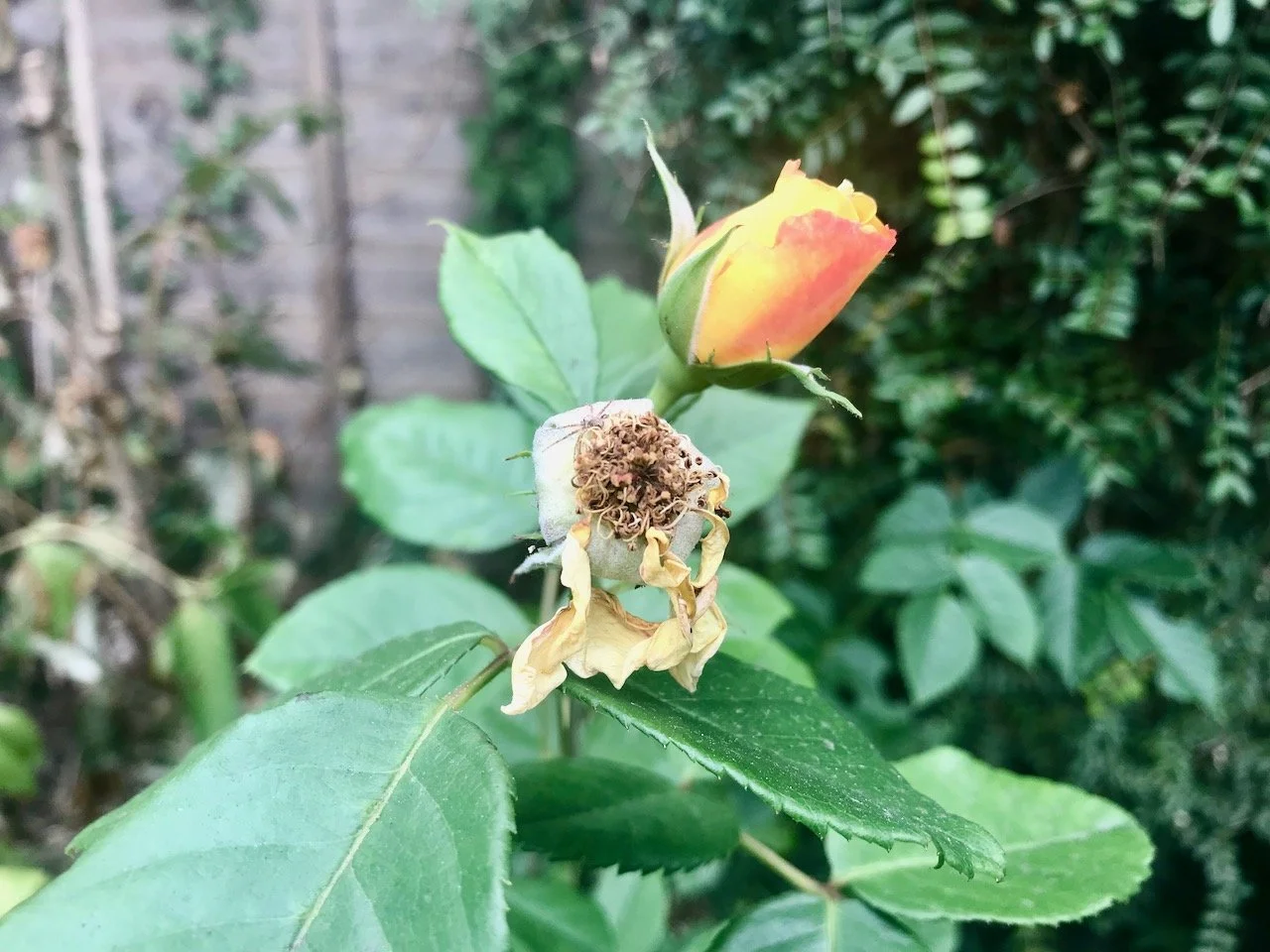 A peachy yellow rosebud starting to flower alongside a bloom that has completely finished flowering, with only a few dried petals remaining