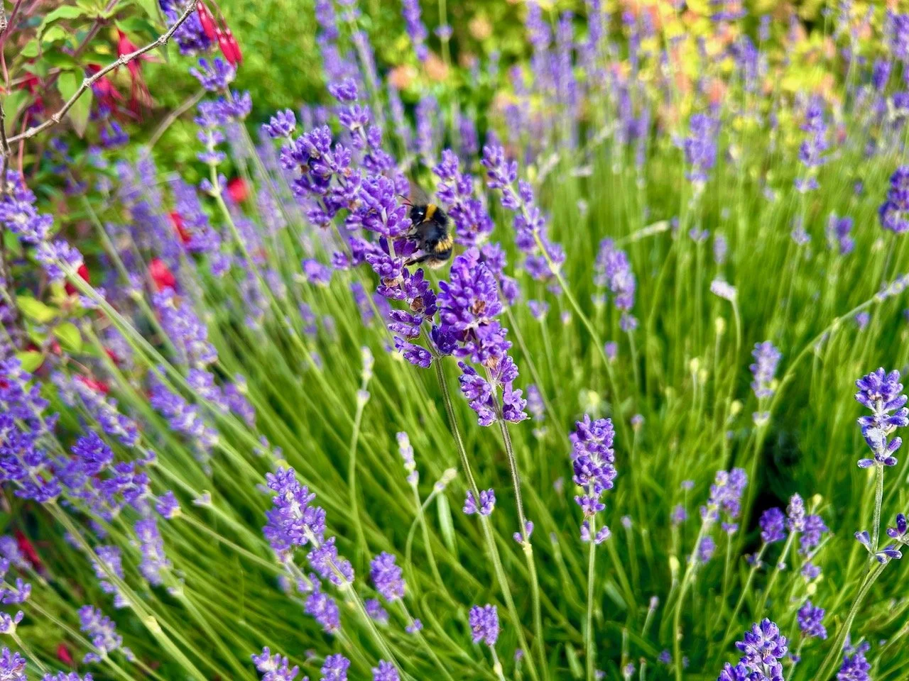 A bee on a lavender flower
