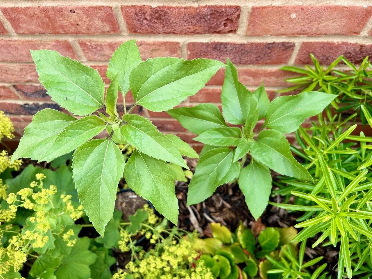 Looking down on the still growing sunflowers