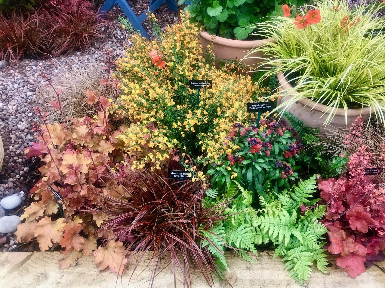 low level planting at the front of the border with oranges, yellows and red plants