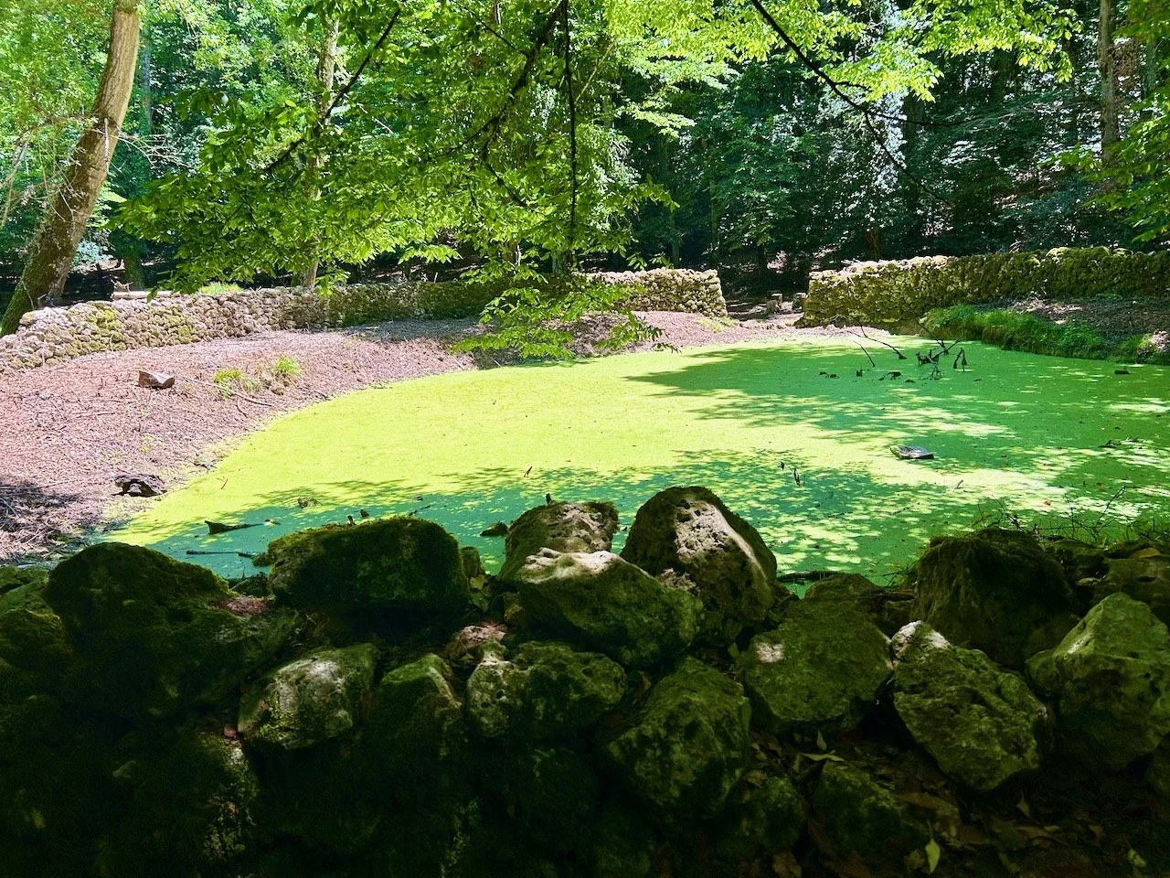 In the heart of the Forest