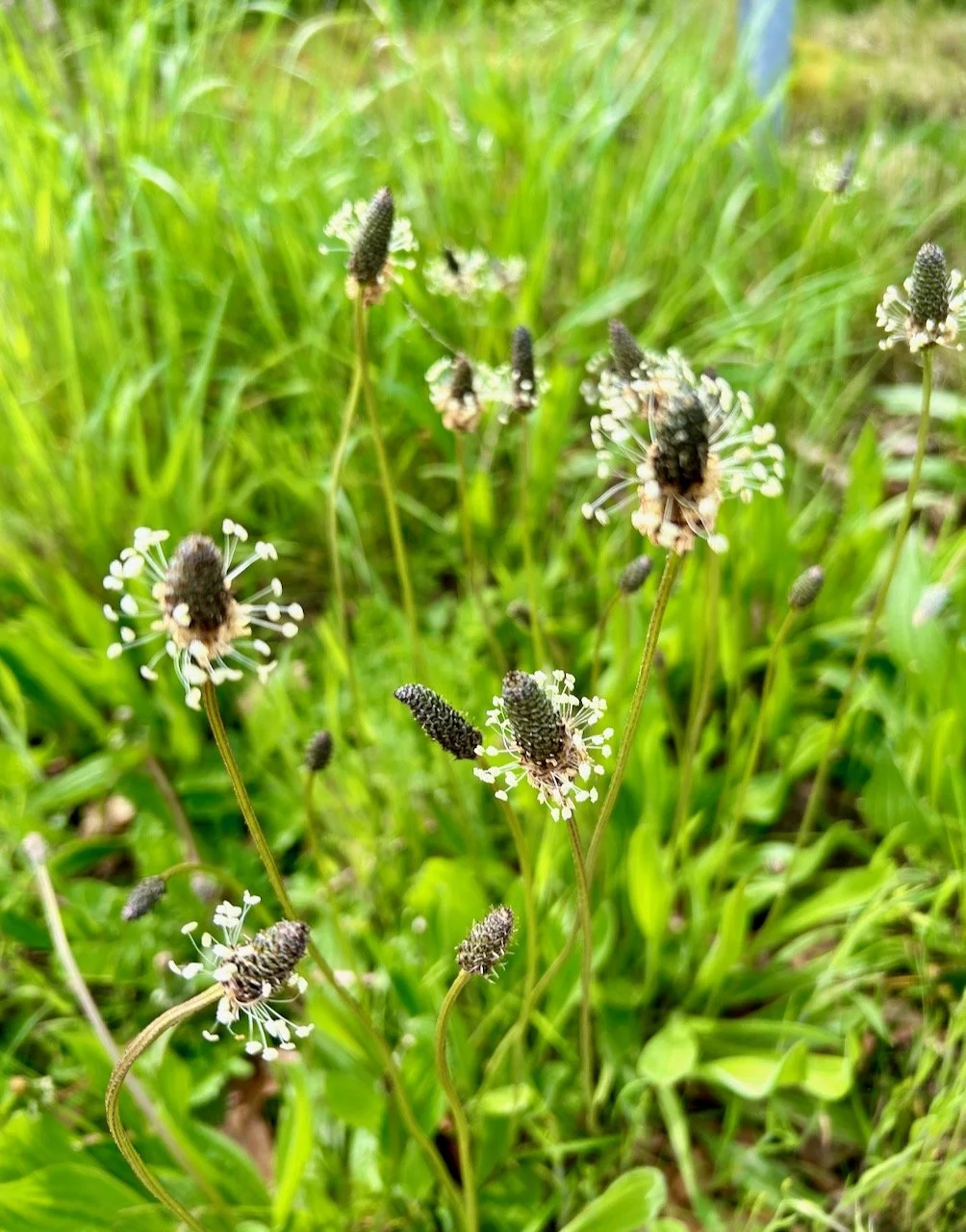 Flowering ribwort in the verge