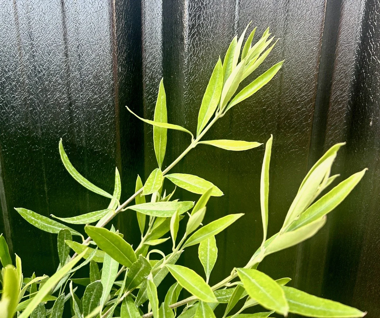 The new olive tree's fresh green growth against the black of the garage wall