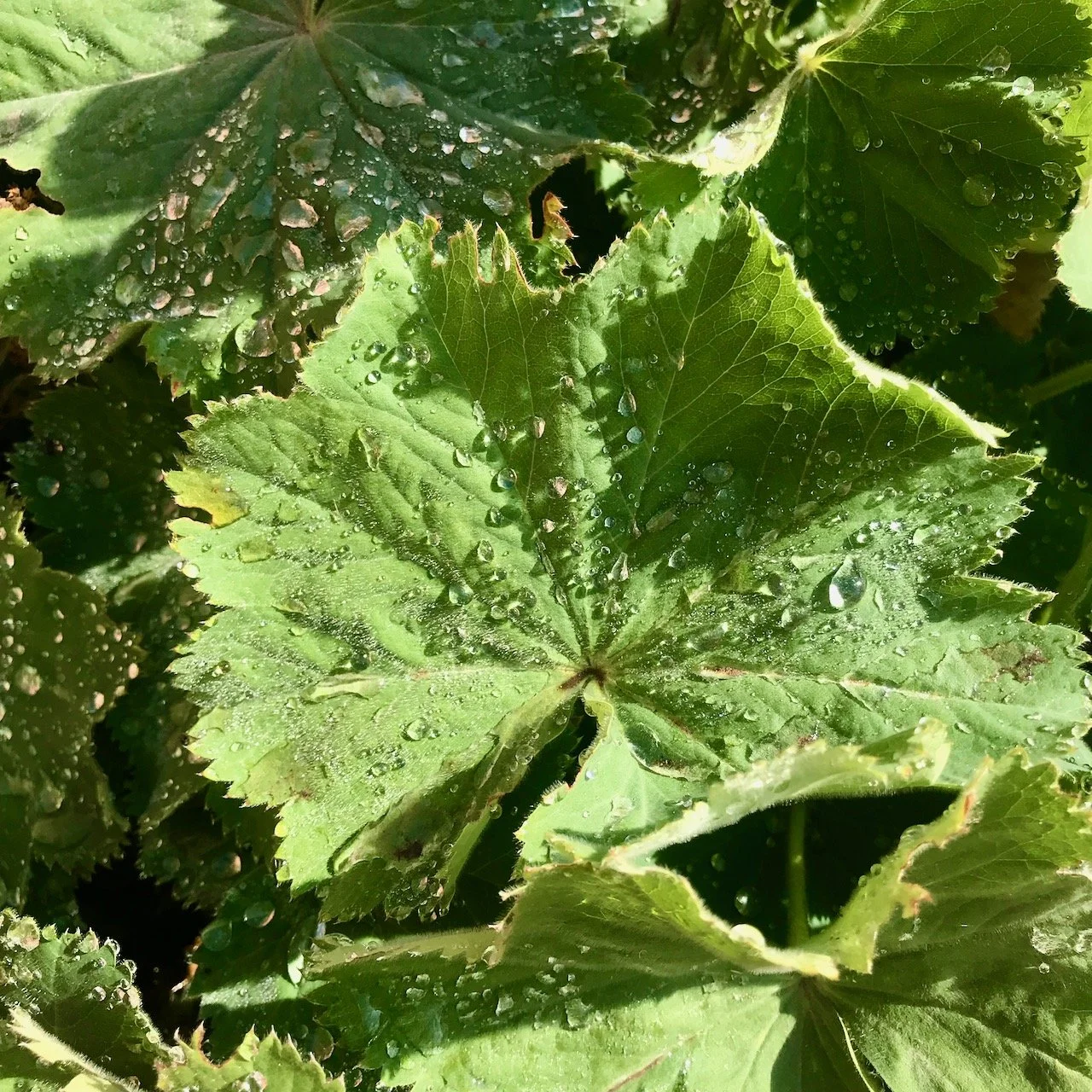 raindrops on the Alchemilla leaves