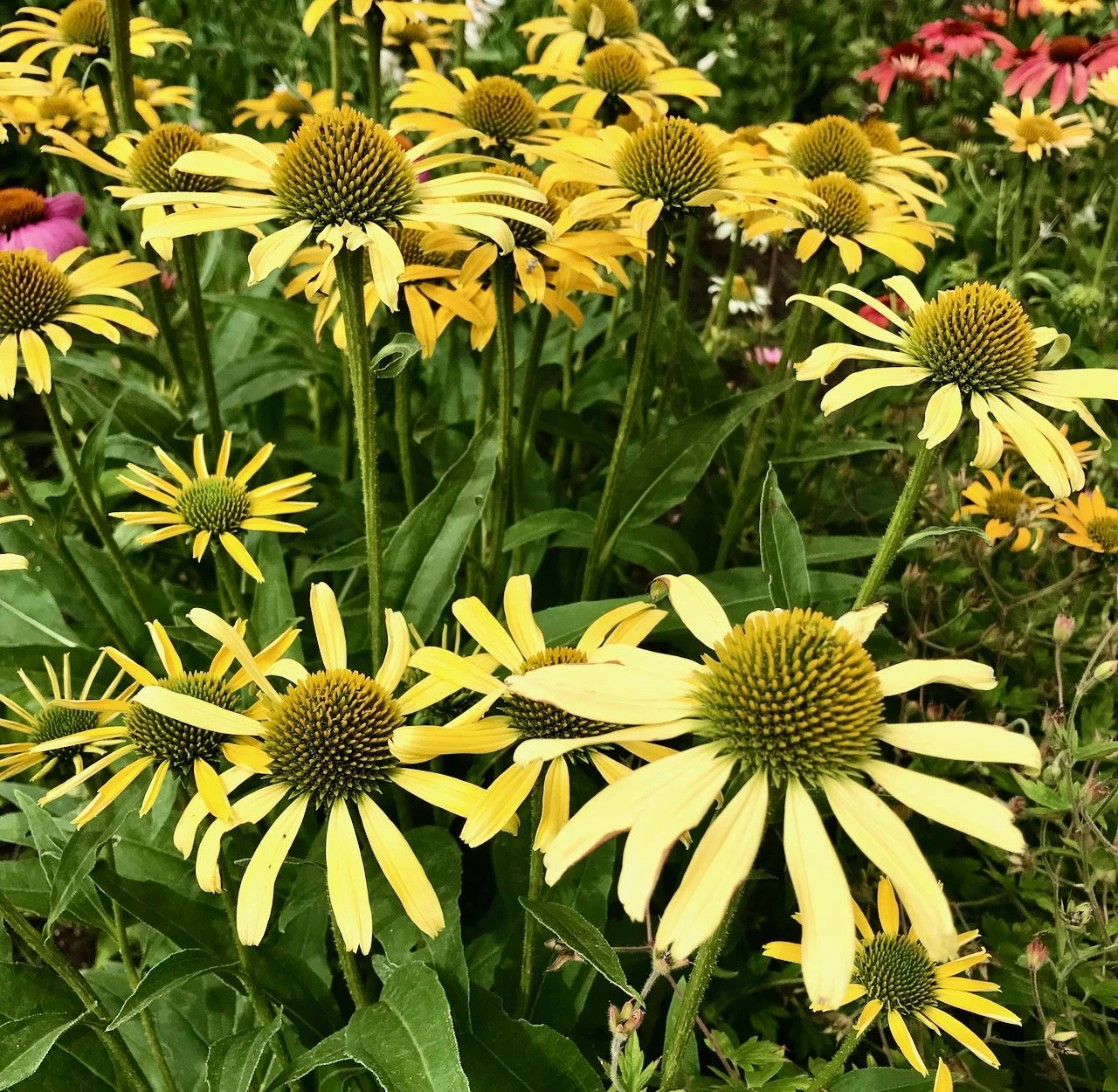 yellow coneflowers