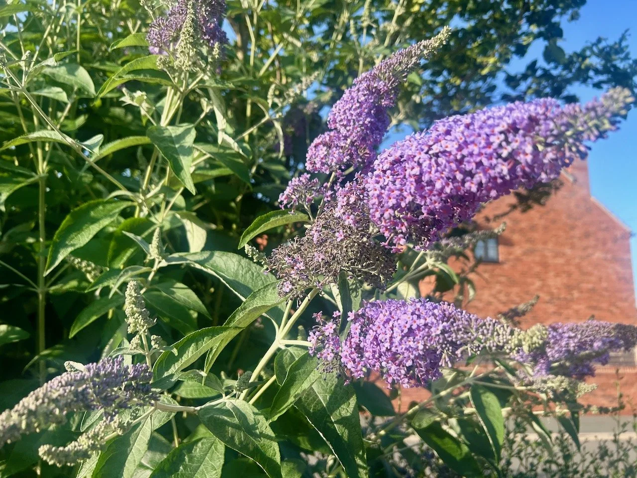 buddleia and butterflies