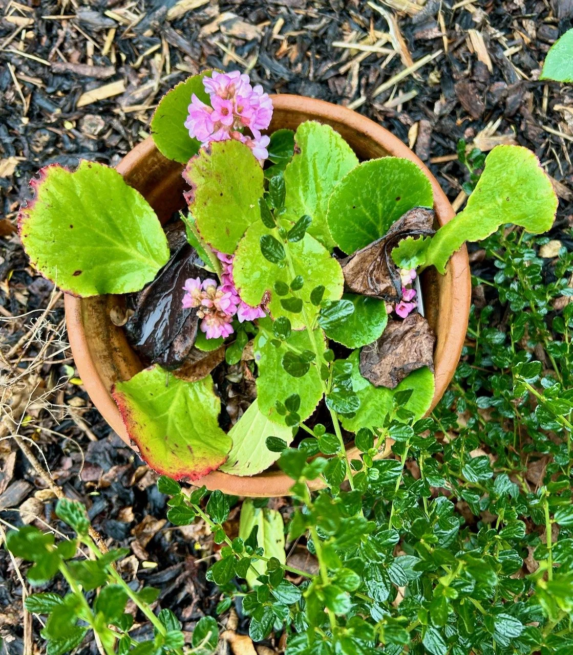 The pastel pink flowers of the elephants ears we brought with us in a terracotta pot