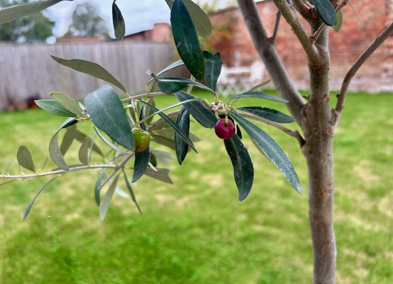 A couple of olives - turning red - on the potted olive tree