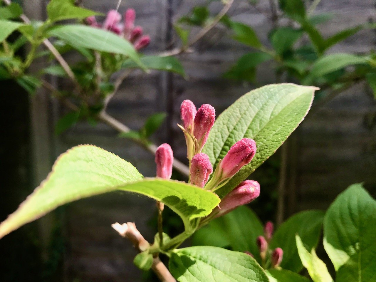 A close up of a weigela branch above to flower