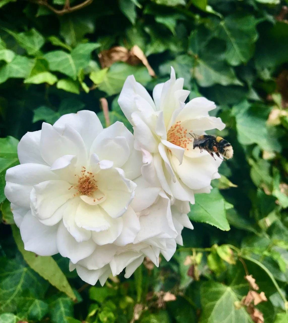 White roses in flower against a backdrop of ivy, one of the flowers has a bee about to make use of the pollen