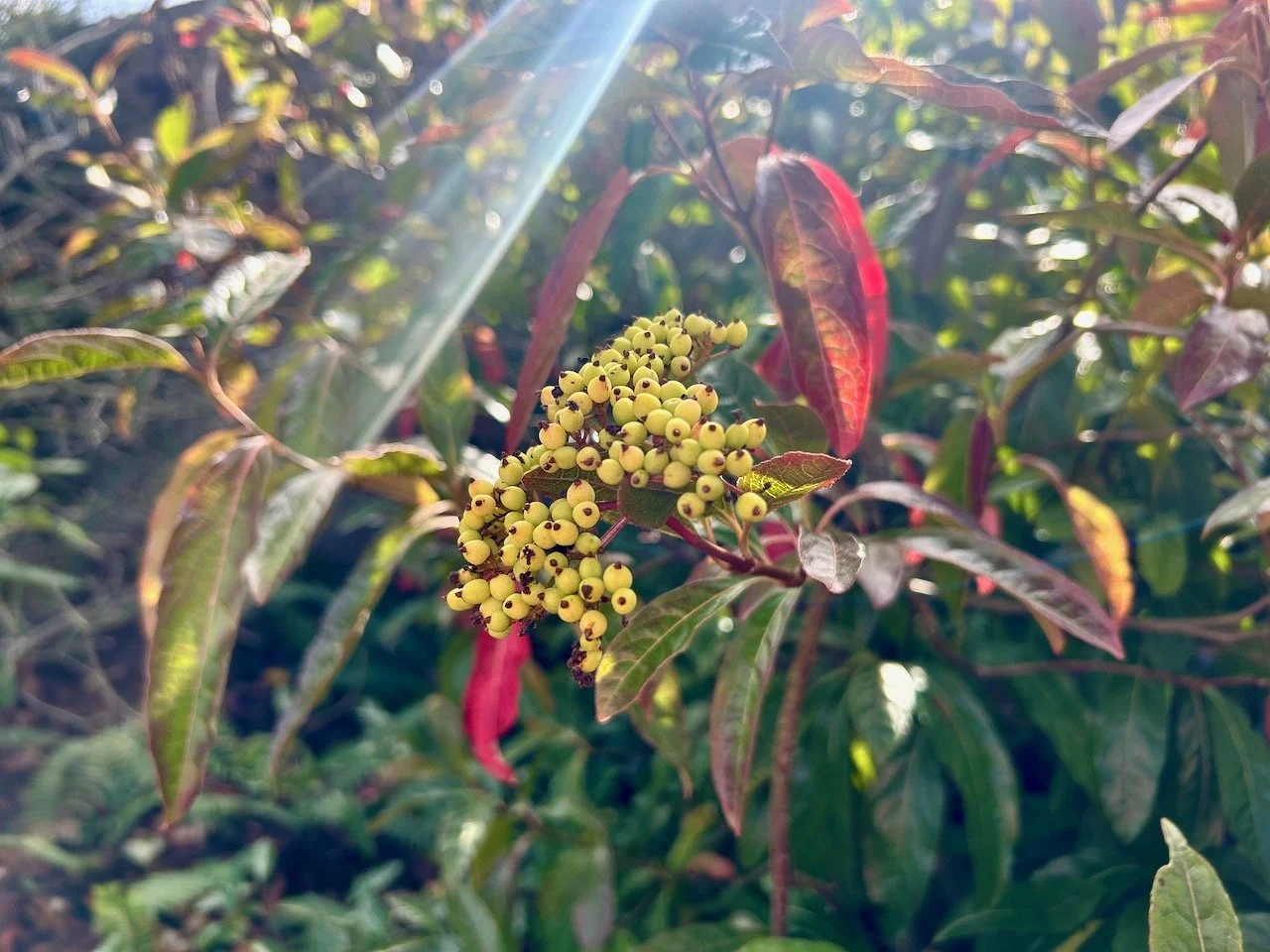 Sunlight shining through the leaves and onto berries and red leaves
