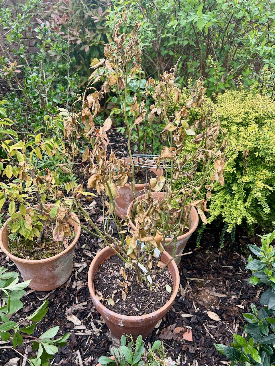 a slightly poorly looking rose - with brown crispy leaves