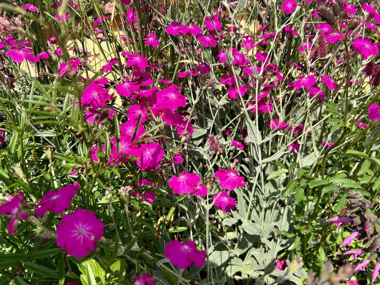 Pink flowers in Think, all things pink - Gardeners' World Live 2025
