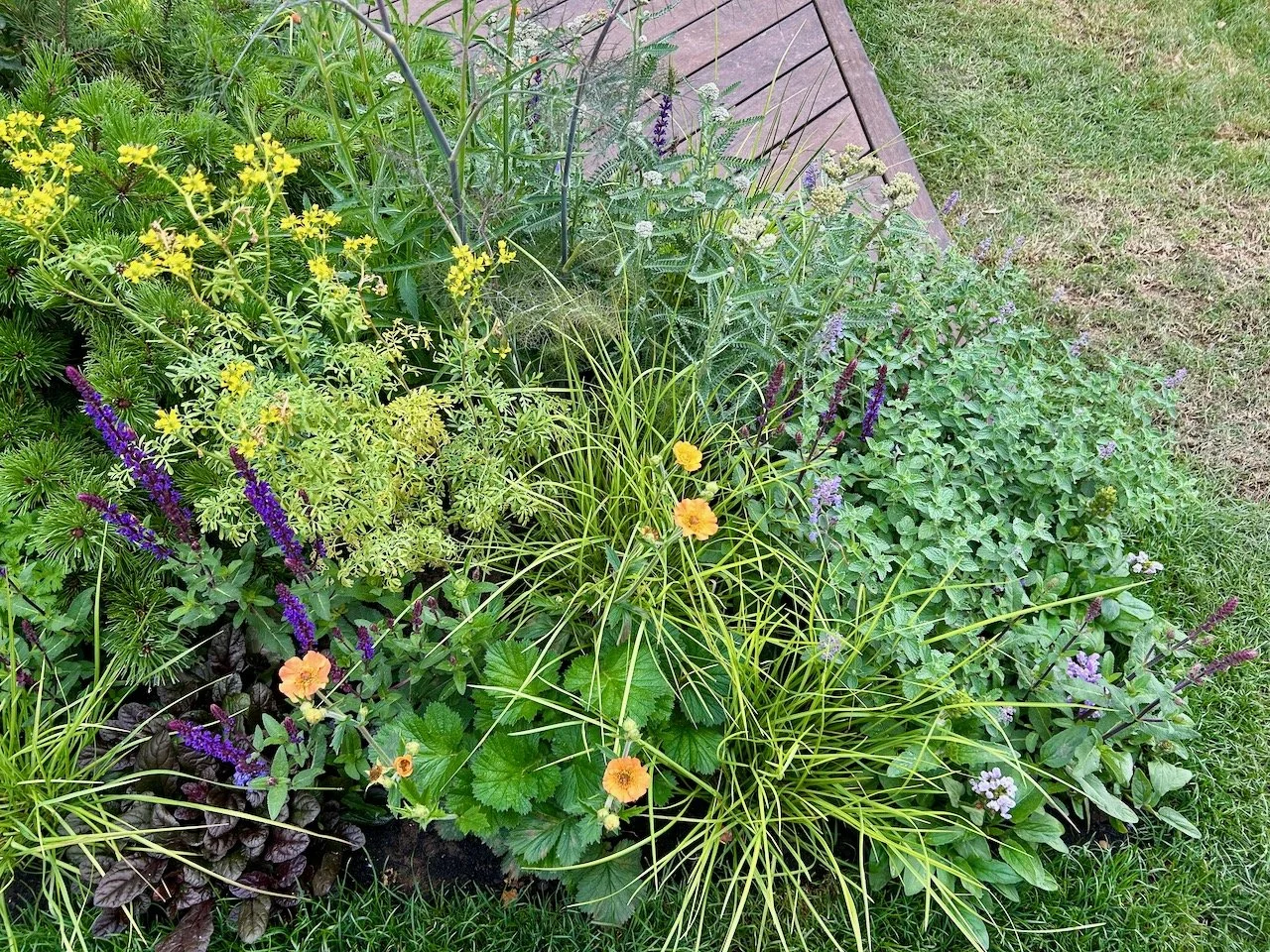 Informal and full planting with yellow and blue/purple flowers