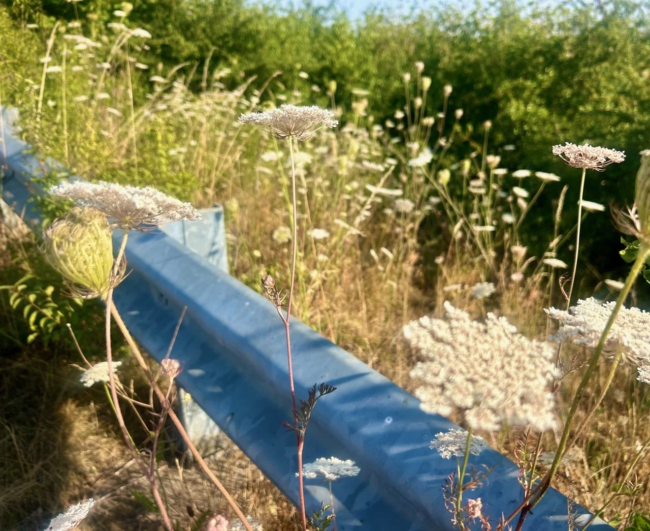 Cowslips growing alongside the crash barrier heading over the A46
