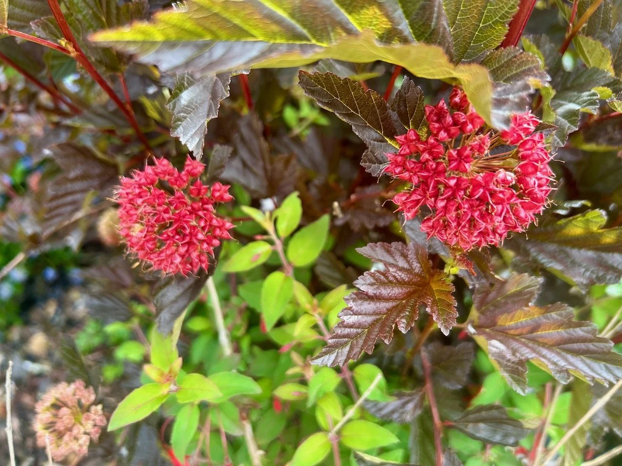 pinky/red flowers on a dark leaf bush