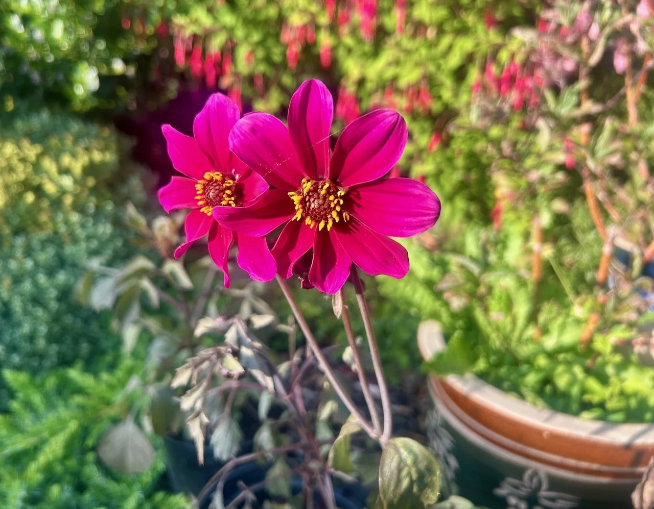 My garden in June
