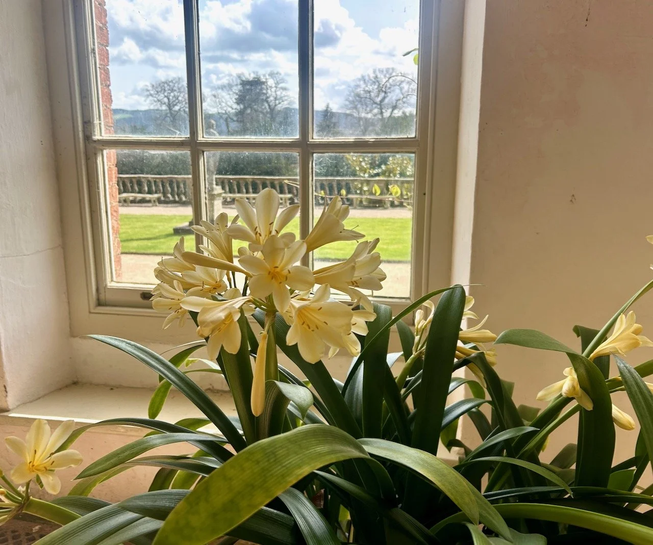 A pale yellow flowering plant with the window behind