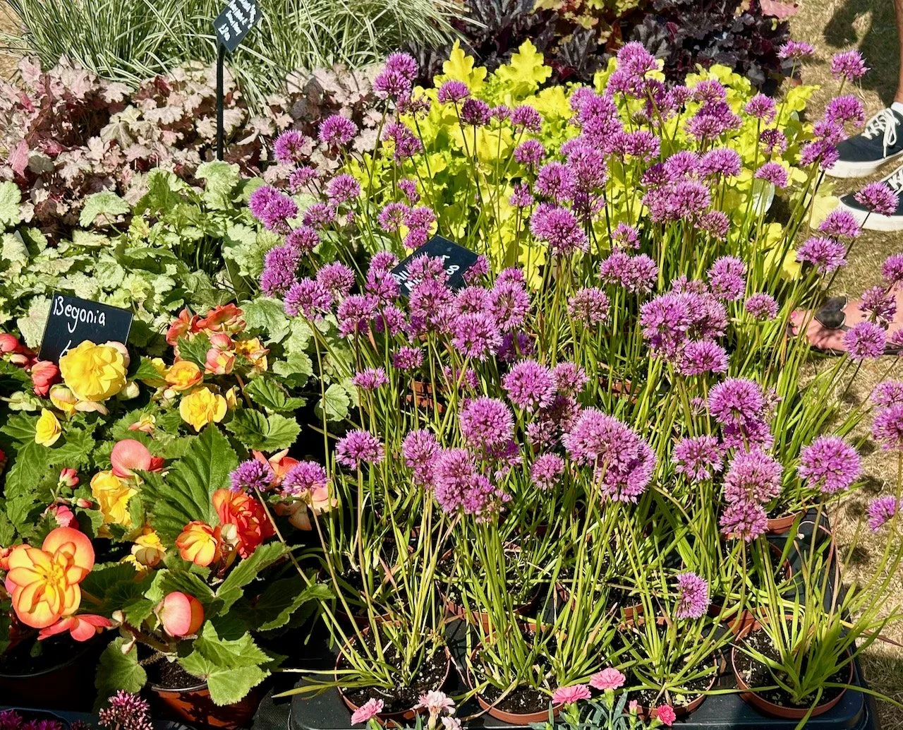 Chives in flower - lots of them